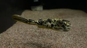 Mbu Puffer 3.5–4.5” Live Fish – Giant Freshwater Puffer Rare Predator Tank