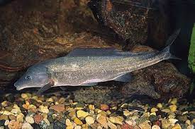 Dolphin Mormyrid Live Fish 7–9 Inch Elephantnose Rare Freshwater Fish