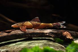 2-Pack Homaloptera Saddleback Loach 2” – Peaceful Freshwater Aquarium Bottom Fish