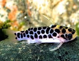 2-Pack Honey Combo Catfish 1β1.5 Inch Live Freshwater Fish Aquarium