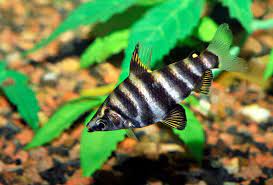Abramites (Abramites hypselonotus) 2β3 Inch Live Freshwater Fish Aquarium