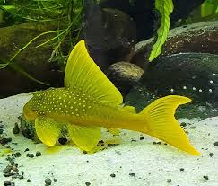 Pleco L200 Green Phantom 6-7 Inch Live Freshwater Fish Aquarium Rare Pro