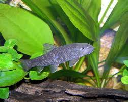 3-Pack Garra Rufa 1 Inch Live Freshwater Fish Aquarium Doctor Fish Spa