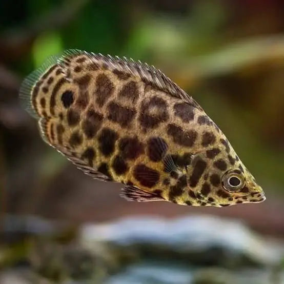 2-Pack Ctenopoma Leopard 1.0–1.5” – Live African Freshwater Aquarium Fish