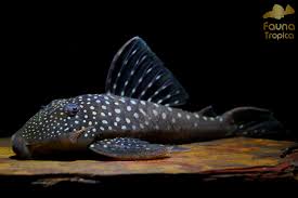 Black Phantom Plecostomus 3.5-4.5 Inch Live Freshwater Aquarium Fish