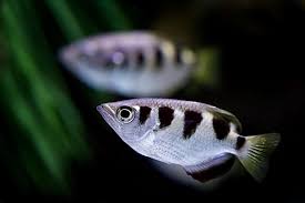Banded Archerfish 2.0-2.5 Inch Live Brackish Aquarium Fish Archer Fish Tropical