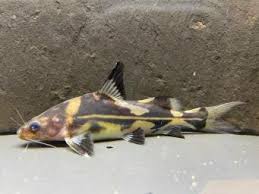 Marble Lancer Catfish 4.5-5.5 Inch Live Freshwater Aquarium Oddball Fish