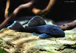 Blue Panaque 3–3.5” Live Fish – Rare Wood Eating Pleco Exotic Aquarium Fish
