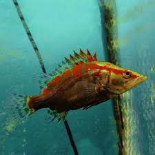 Siniperca Chuatsi Red Chinese Perch 2.5-3 Inch Live Freshwater Predator Fish