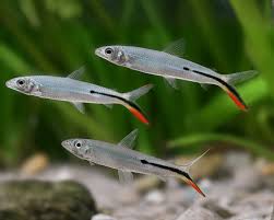 3-Pack Redtail Hemiodus 3–4” Live Fish – Fast Schooling Silver Fish Group