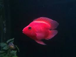 Heart Purple Parrot Cichlid 2.5-3.5 Inch Super Rare Live Freshwater Fish