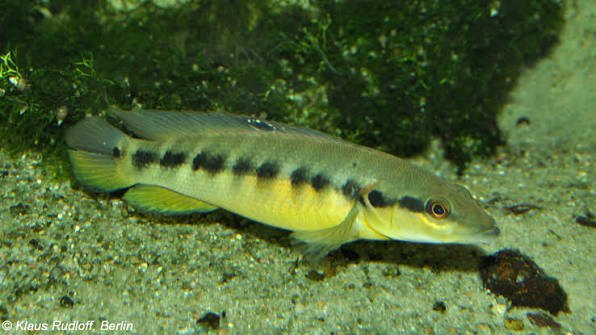 Sveni Pike Cichlid 2-2.5 Inch Live Freshwater Aquarium Fish Rare Cichlid XL
