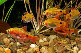 6-Pack Red Glass Barb (Pethia conchonius) β Live Medium Peaceful Aquarium Fish