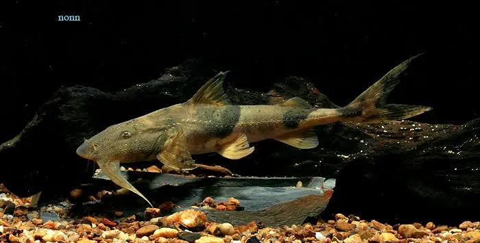 Yarrelli Goonch Catfish 10–12 Inch Live Freshwater Giant Predator Fish Rare