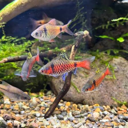 6-Pack Odessa Barb Live Freshwater Tropical Aquarium Fish Puntius Padamya