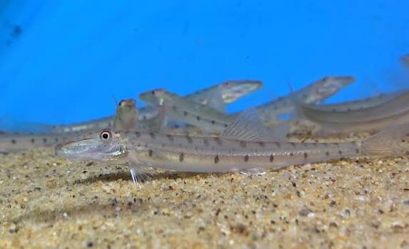3-Pack Longnose Loach 3-4" Live Freshwater Tropical Aquarium Fish Large Size