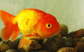 3-Pack Lionhead Goldfish 1.5–2” Live Fish – Fancy Round Body Aquarium Fish