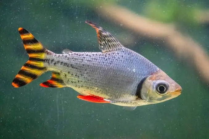 Flagtail Prochilodus (Semaprochilodus sp.) 4.5” – Live Freshwater Aquarium Fish
