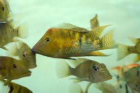Geophagus Pellegrini Cichlid 3-4 Inch Live Freshwater Eartheater Fish Rare