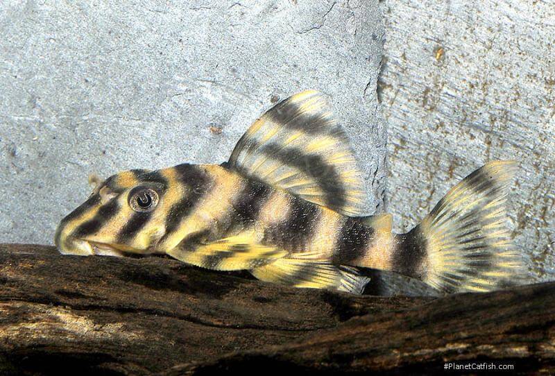 2-Pack Clown Pleco L103 1.5–2” – Live Freshwater Algae Eaters for Aquarium Tank