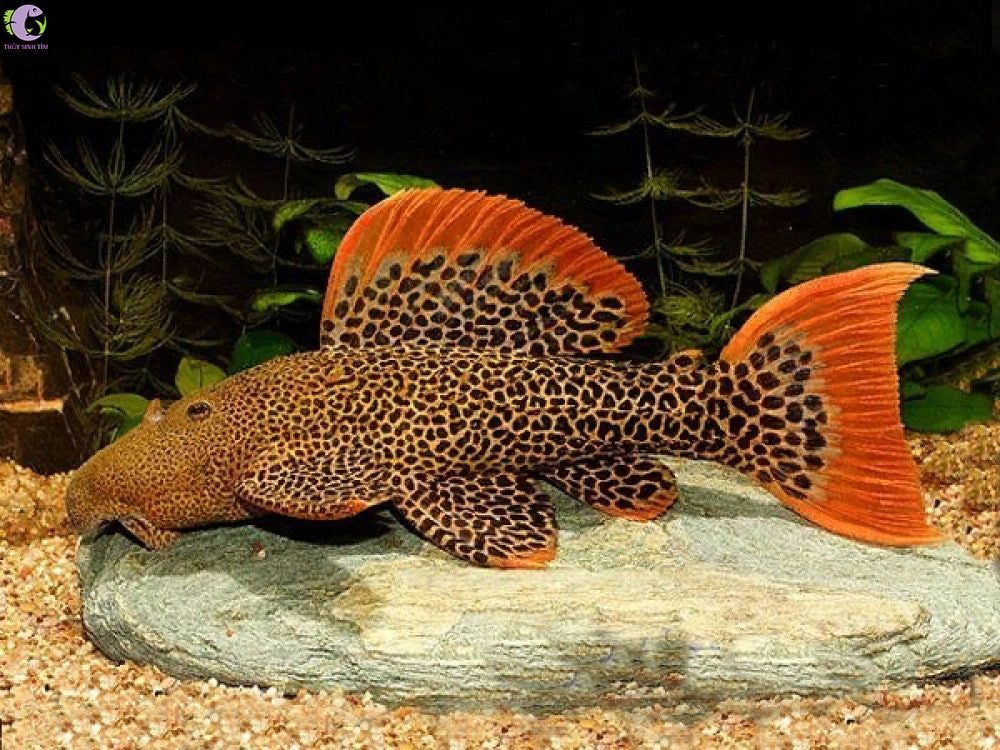 Pleco L600 Leopard Cactus 2.5-3.0” – Rare Freshwater Plecostomus Aquarium Fish (Copia)