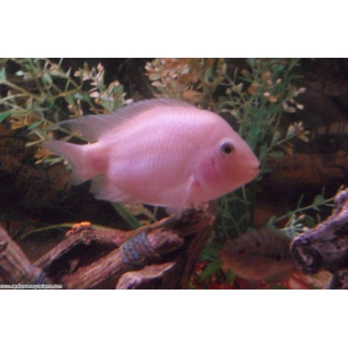 2-Pack Pink Convict Cichlid 2.0β β Hardy Peaceful Freshwater Aquarium Fish