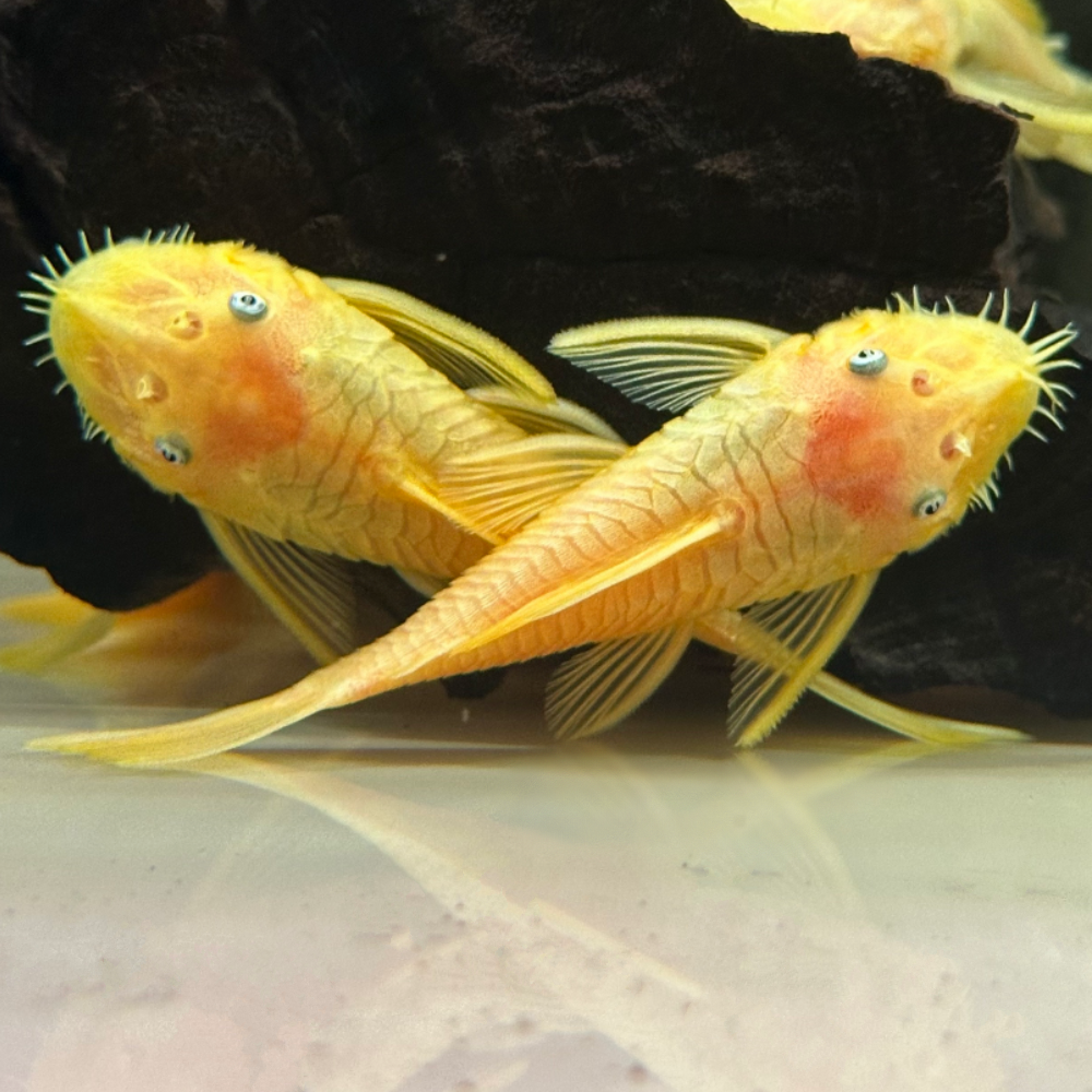2-Pack Albino Ancistrus Pleco 2.5-3.0″ – Live Freshwater Aquarium Fish – Algae Eater