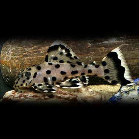 Pleco L264 Sultan (2β2.5 Inch) β Rare Hypancistrus β Live Freshwater Aquarium Fish