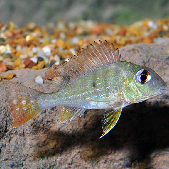 Red Striped Eartheater Geophagus Surinamensis 2-2.5" Live Freshwater Fish