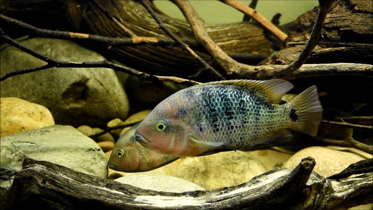 Vieja Fenestrata Marble 3-4 Inch Live Freshwater Cichlid Aquarium Fish