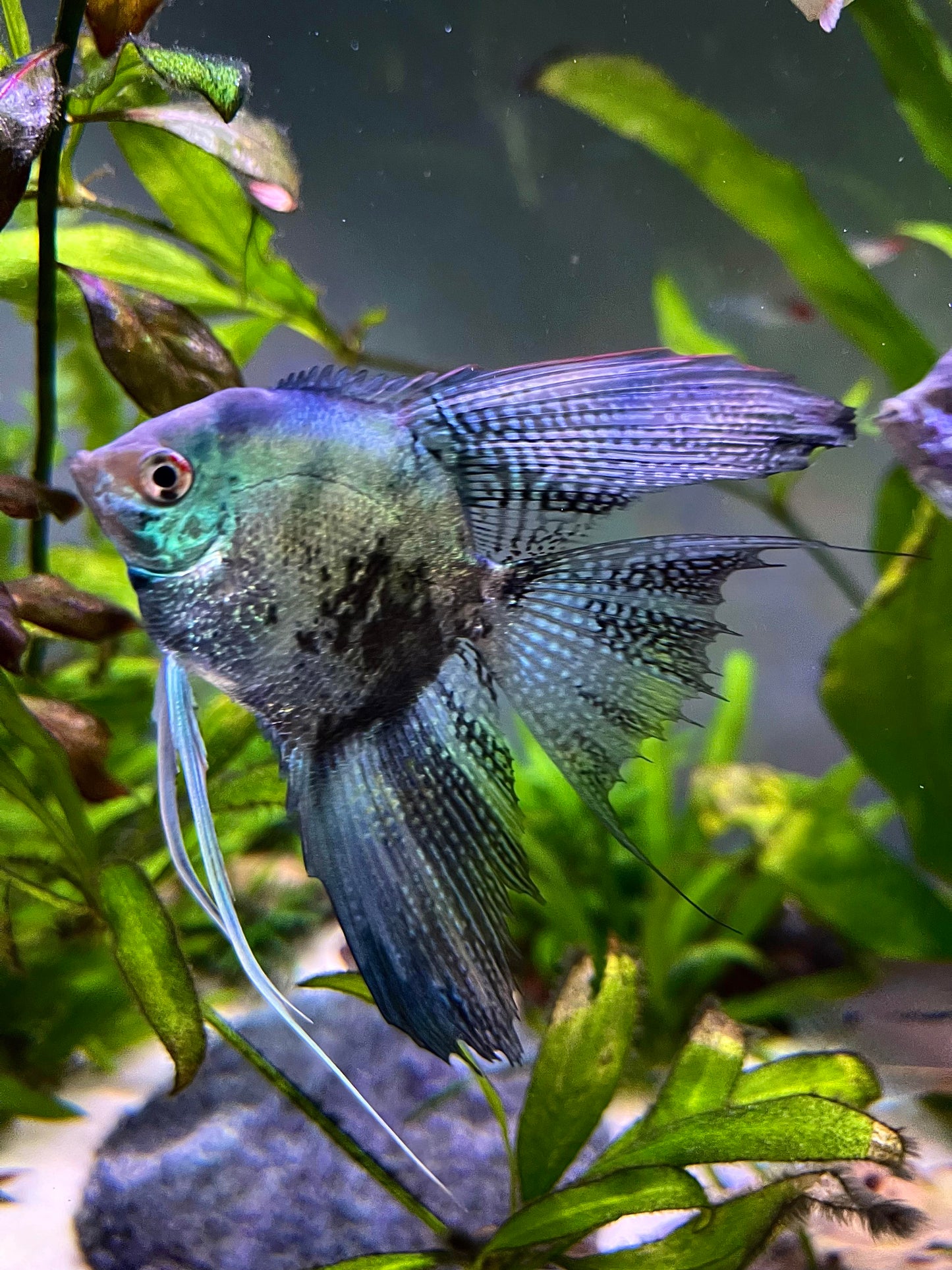 2-Pack Blue Clown Veil Tail Angelfish 2.5 Inch Live Freshwater Aquarium Fish XL