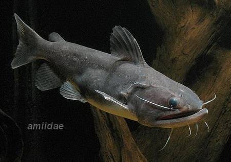 Gulper Catfish 3.5β4.5β β Rare Live Freshwater Predator β Exotic Oddball Fish