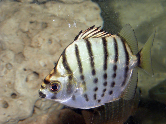 2-Pack Silver Scat Selenotoca multifasciata 1.0-1.5 Inch Live Brackish Fish