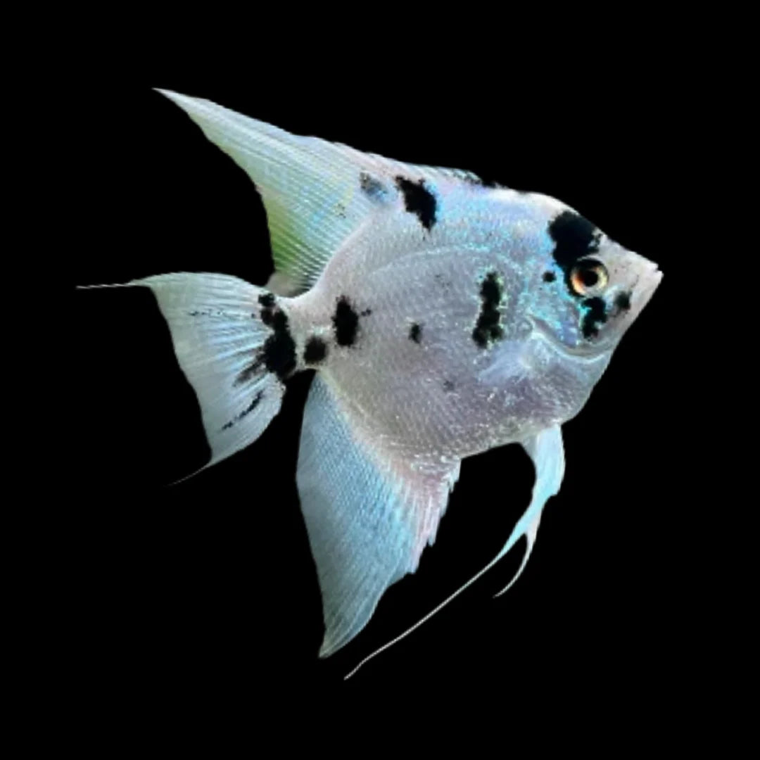 3 Pack Panda Angelfish 2-2.5" Live Freshwater Fish Black White Cichlids