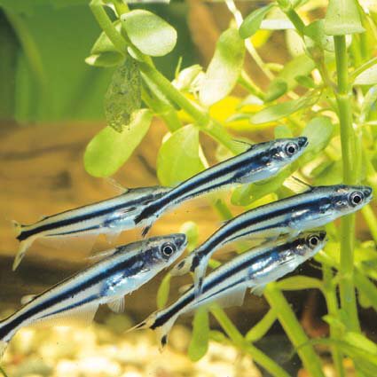 3-Pack Debauwi Catfish 1.5–2” – Live Freshwater Aquarium Fish for Community Tanks