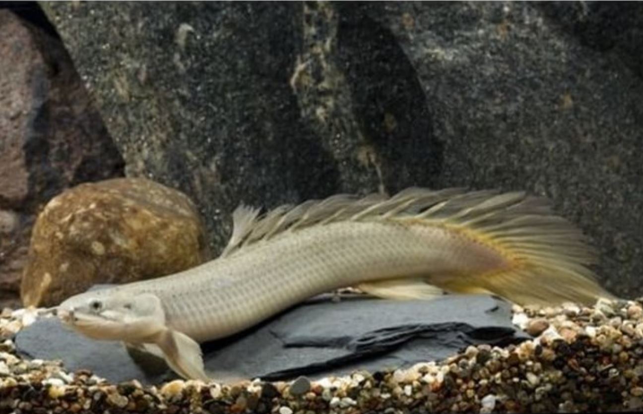 Longfin Cuvier's Bichir 2.5-3 Inch Live Freshwater Predator Aquarium Fish Rare
