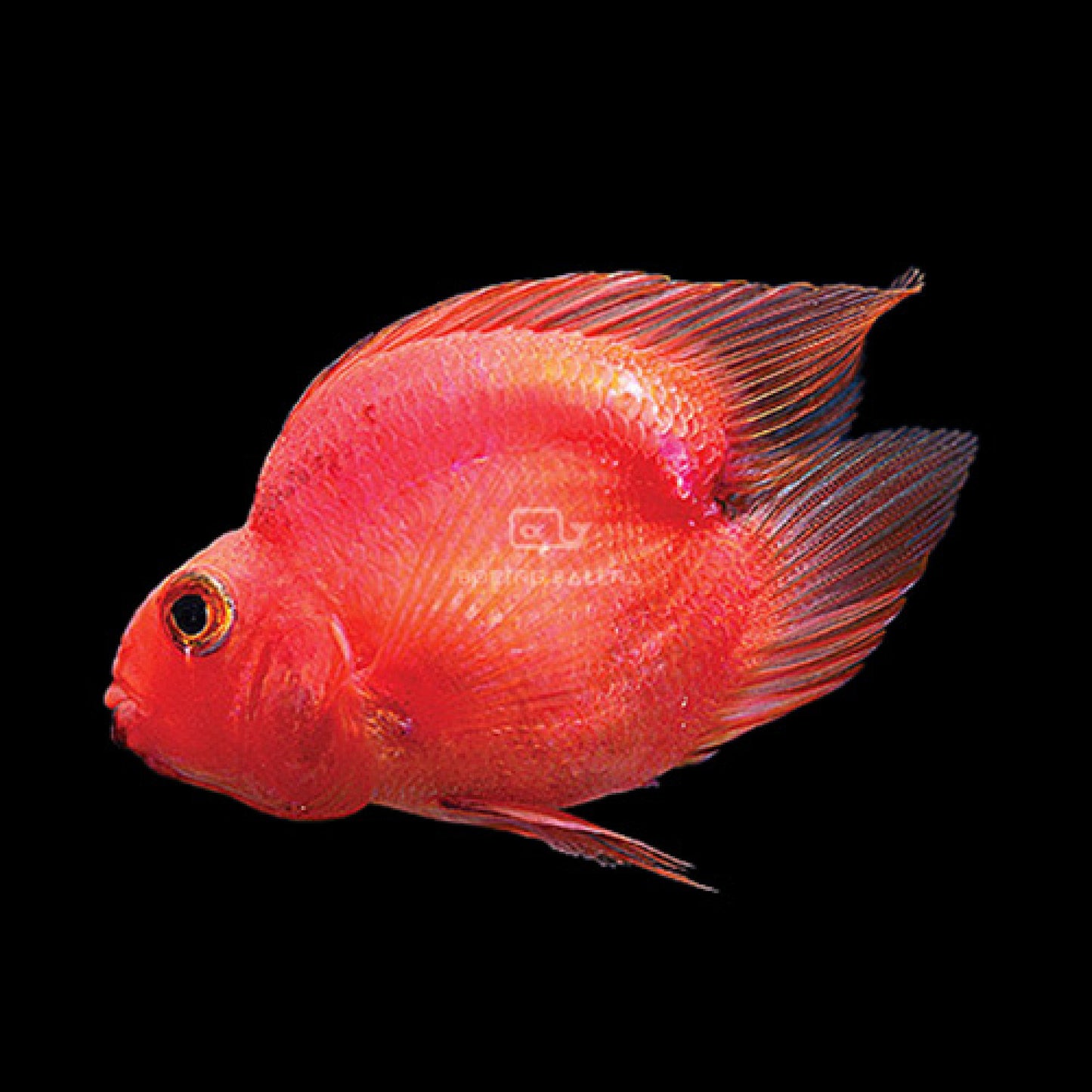 Love Head Parrot Cichlid 2.5-3 Inch Live Freshwater Aquarium Fish Rare Pet