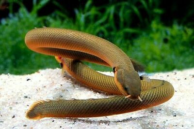 Rope Fish 8β10β β Live Freshwater Aquarium Oddball Fish for Community & Planted Tanks