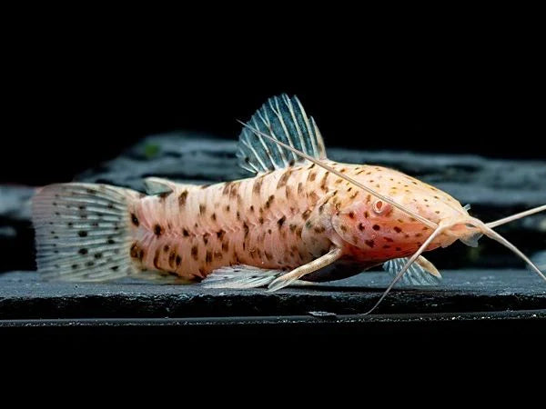 Albino Hoplo Catfish 1.5–2.0” – Peaceful Freshwater Bottom Dweller Aquarium Fish