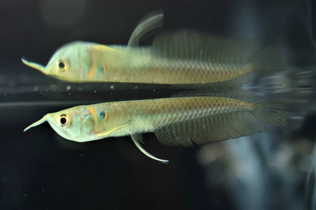 2-Pack Baby Silver Arowana 2–2.5” Live Freshwater Predator Aquarium Fish