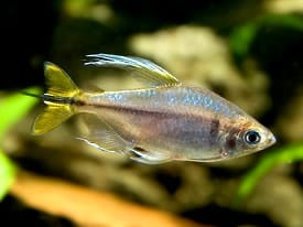 3-Pack Yellow Tail Congo Tetra 1.5–2” Live Fish – Peaceful Schooling Fish