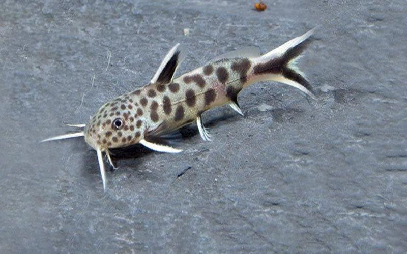 3-Pack Synodontis Petricola 1” – Peaceful African Freshwater Catfish Aquarium Fish