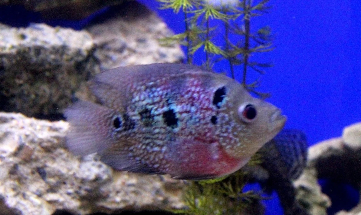 Hybrid Flowerhorn Parrot Shortbody 3-4 Inch Live Freshwater Cichlid Fish XL