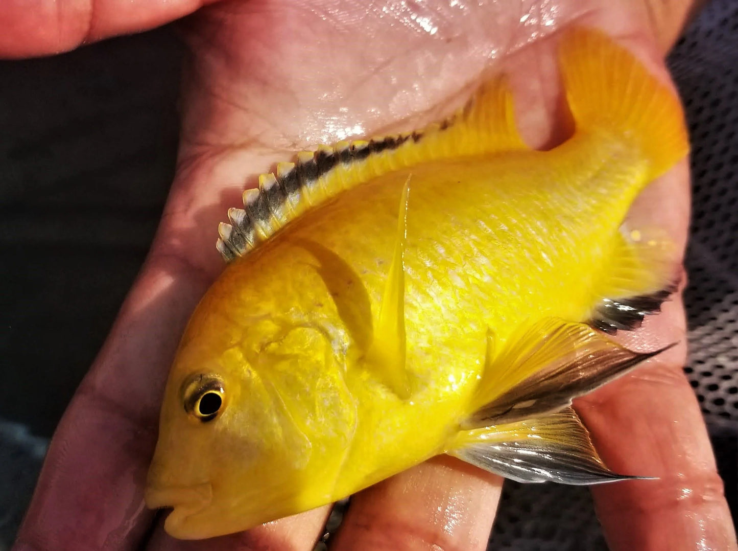 Yellow Lab Cichlid 4-5 Inch Live African Freshwater Aquarium Fish XL Rare