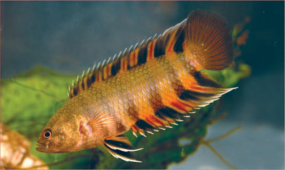 2-Pack Ctenopoma Ansorgii Live Fish African Leaf Gourami Rare Freshwater