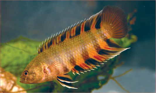 2-Pack Ctenopoma Ansorgii Live Fish African Leaf Gourami Rare Freshwater