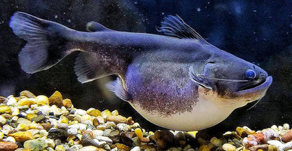 Gulper Catfish 3.5–4.5” – Rare Live Freshwater Predator – Exotic Oddball Fish
