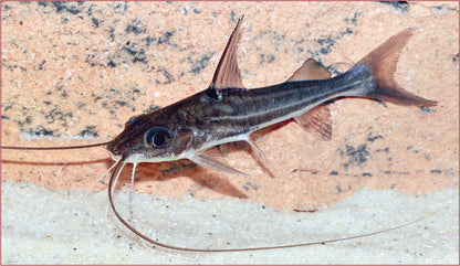 Four Line Pictus Catfish 3.5–4” – Active Live Freshwater Community Aquarium Fish