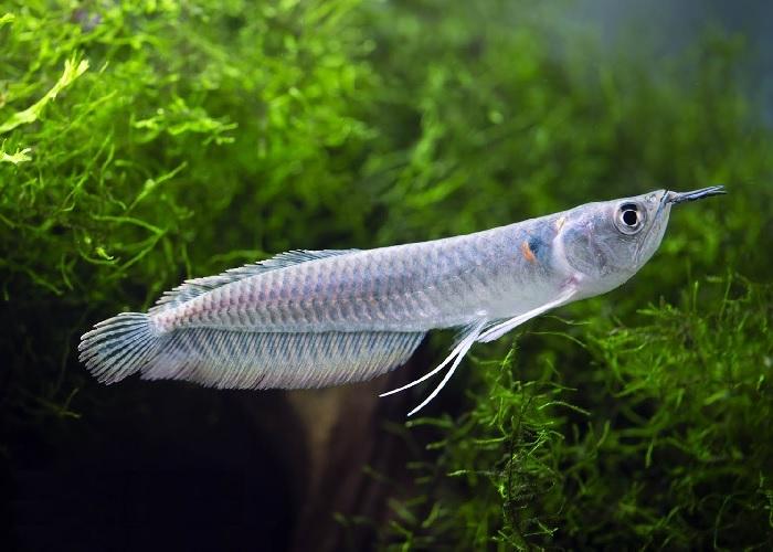 Silver Arowana 6-7” – Live Freshwater Predator Fish for Large Aquarium