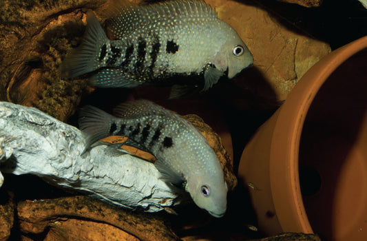 Tamasopo Cichlid 4–5” Live Freshwater Rare Mexican Cichlid Aquarium Fish